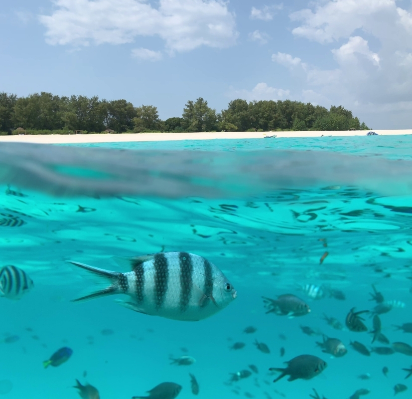 Zanzibar: Mnemba Island Snorkeling & Dolphin Watching Tour with Lunch 1