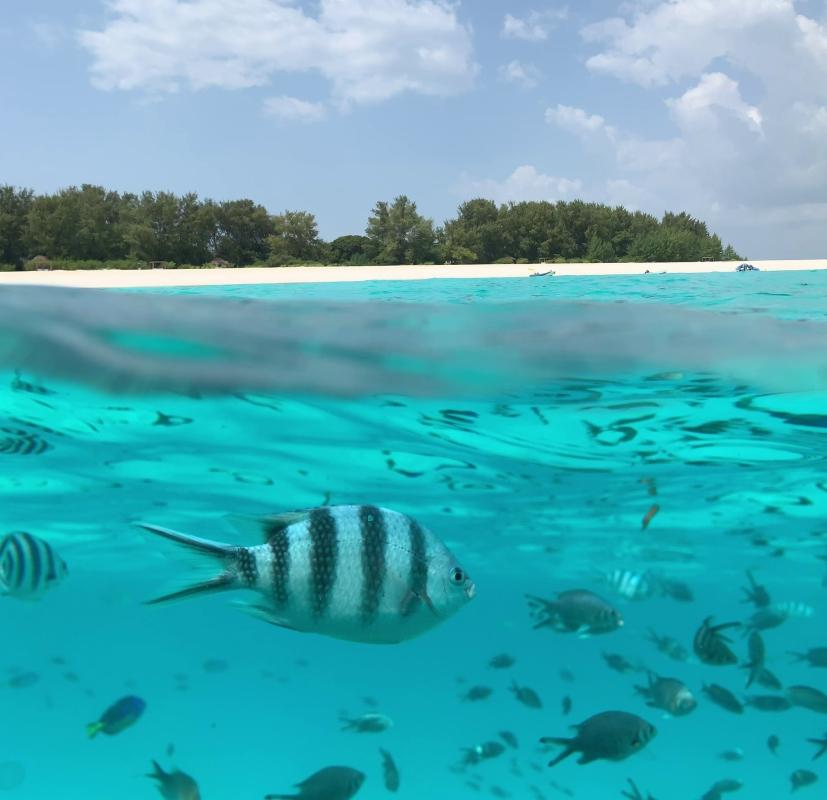 Zanzibar: Mnemba Island Snorkeling & Dolphin Watching Tour with Lunch Zanzibar: Mnemba Island Snorkeling & Dolphin Watching Tour with Lunch