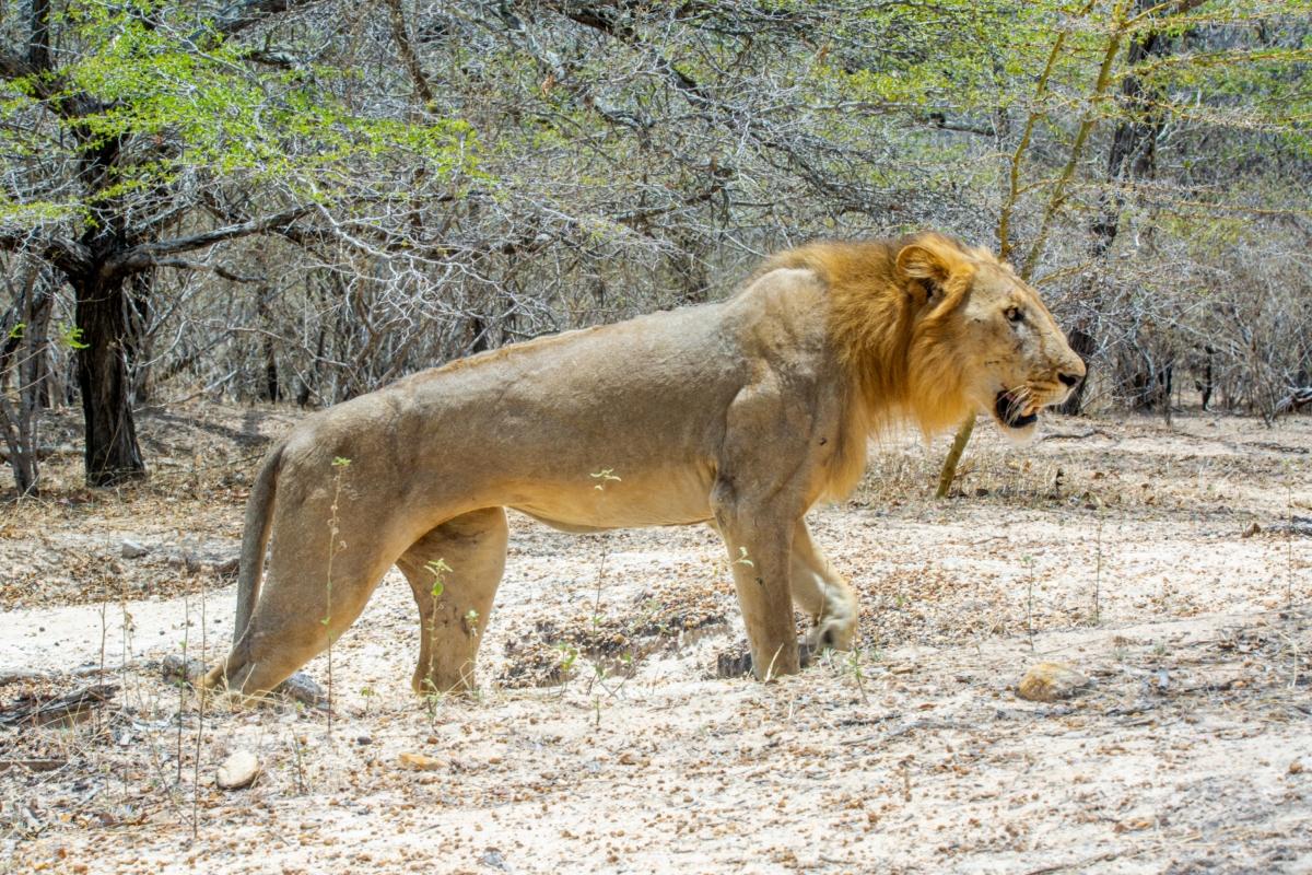 From Zanzibar: Day Selous Game Reserve Safari with Lunch From Zanzibar: Day Selous Game Reserve Safari with Lunch