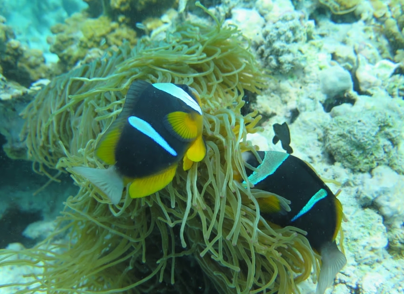 Zanzibar 1 Day Diving Safari Course for Beginners with Lunch 4