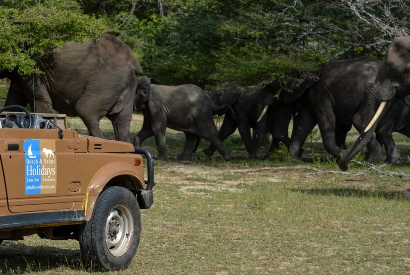 From Zanzibar: 3 Day Selous All-Inclusive Safari trip & Flight (Morning) 4