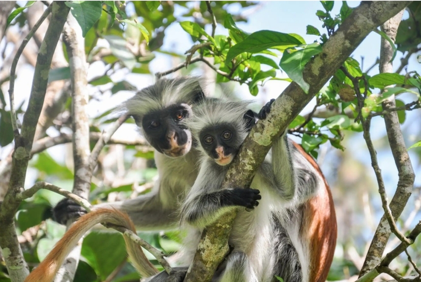 Zanzibar: Jozani Forest,Red colobus,the Rock Restaurant Tour 2