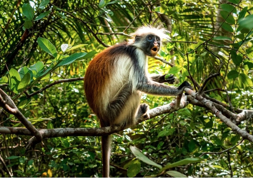 Zanzibar: Jozani Forest,Red colobus,the Rock Restaurant Tour 4