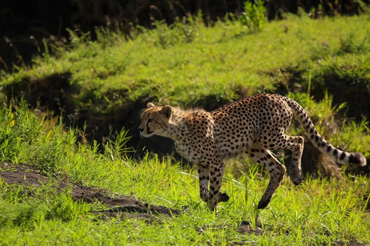 From Zanzibar: 2-Day Serengeti Park Safari Trip with Flights 1