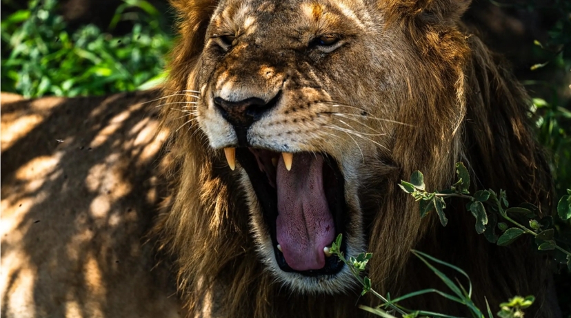 From Zanzibar: 2-Day Serengeti Park Safari Trip with Flights 2