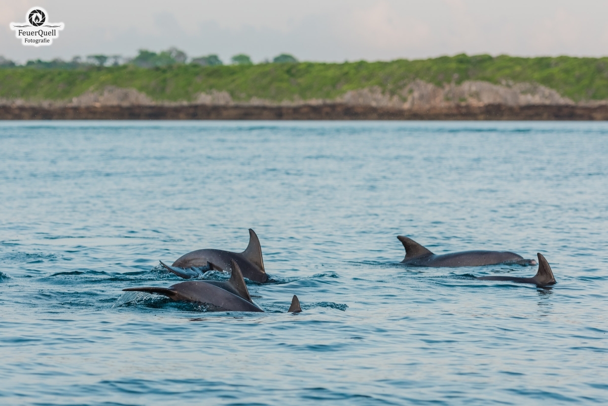 Mnemba Island Snorkeling, Dolphin Watching & Stone Town Tour 1