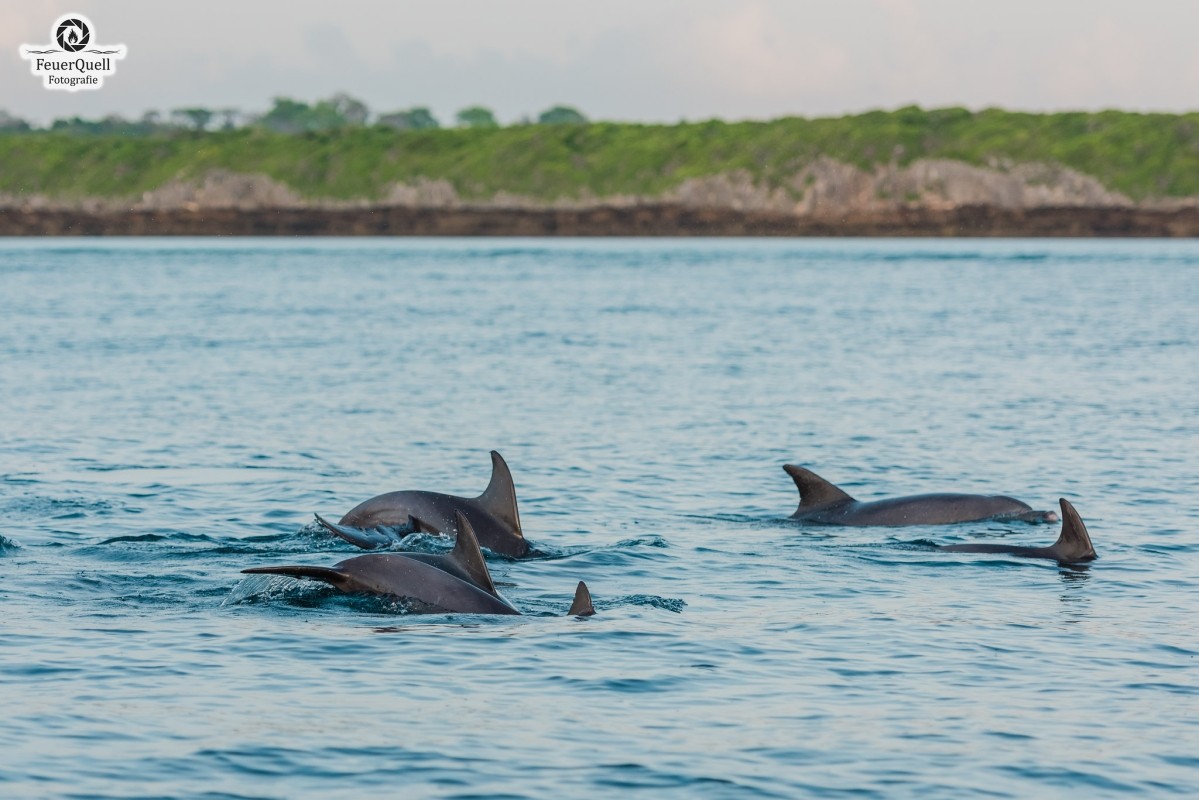 Mnemba Island Snorkeling, Dolphin Watching & Stone Town Tour 1