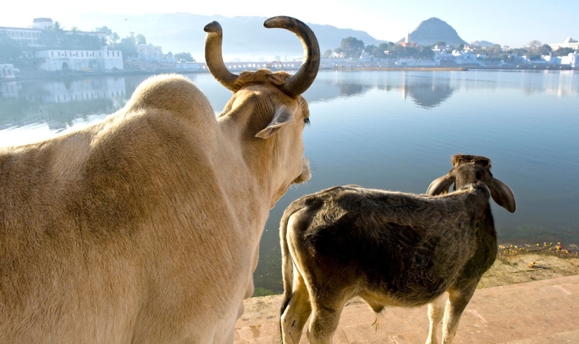 Rajasthan Highlights Tour 3