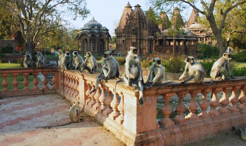 Rajasthan Highlights Tour 4