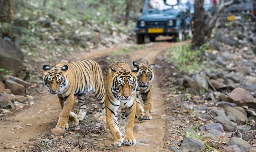 India and Nepal Tour 4