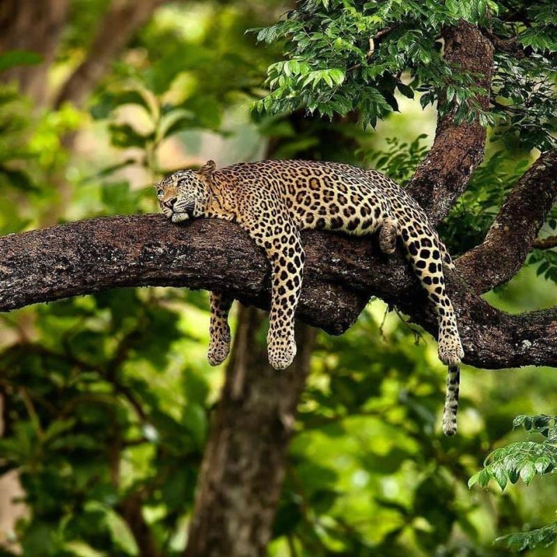 Yala Safari Yala Safari