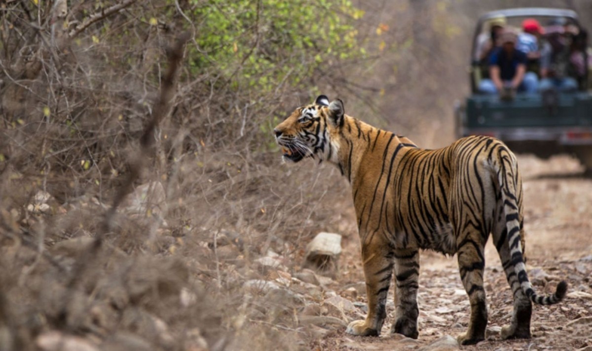Ranthambore Tiger Trails & Cultural Heritage Tour 1