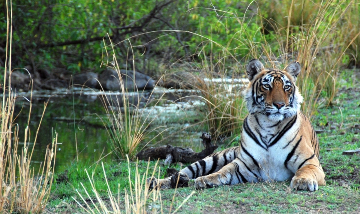 Royal Rajasthan with Ranthambore Tiger Safari 1