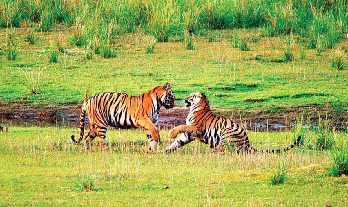 Exploring Ranthambore Tiger Safari and Majestic India Past 1