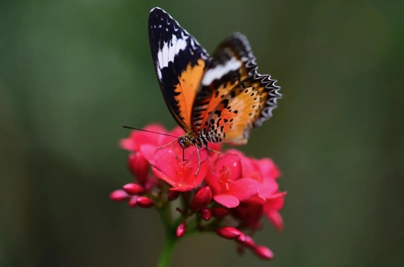 Zanzibar: Jozani Forest & Butterfly Centre Tour with Hotel Transfers 3