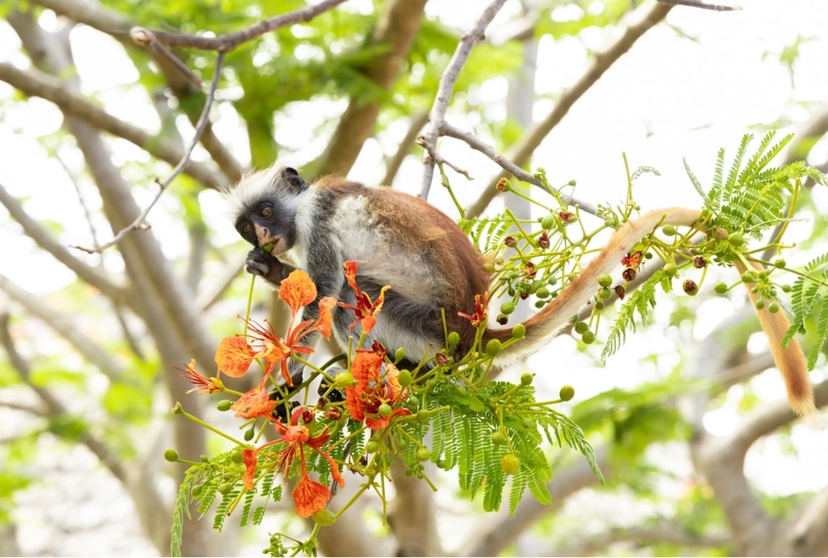 Zanzibar: Jozani Forest & Butterfly Centre Tour with Hotel Transfers 4