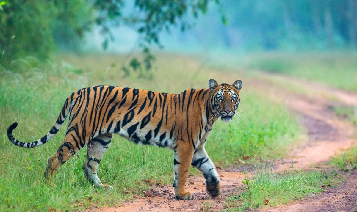 Central India Wildlife & Heritage Trail 1