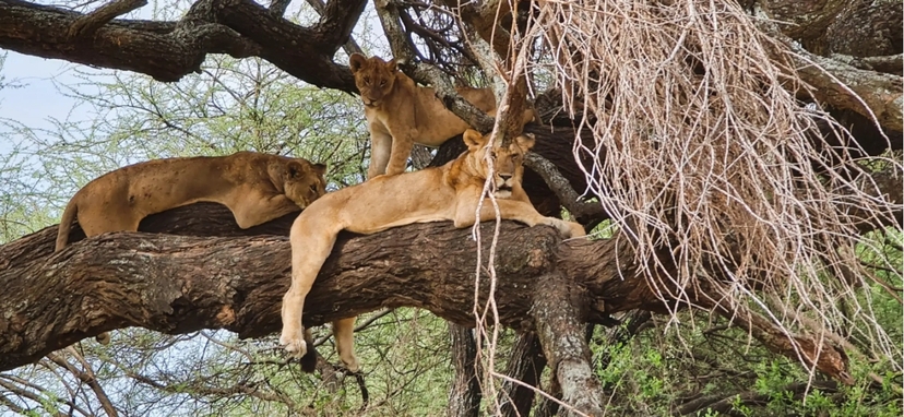 From Arusha: 1-Day Guided Lake Manyara National Park Safari with Lunch & Transfers 2
