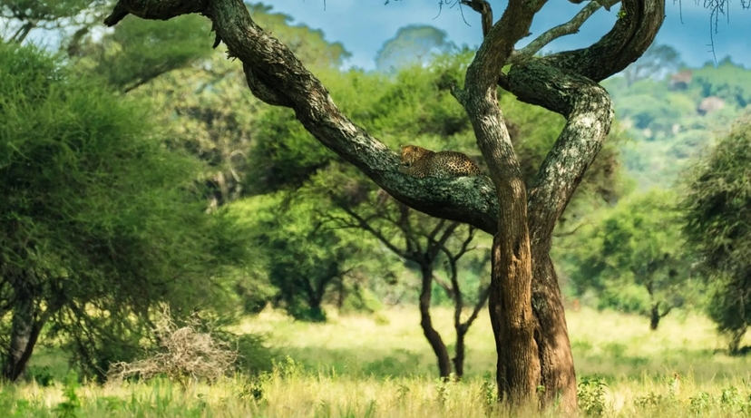 From Arusha: 1-Day Guided Lake Manyara National Park Safari with Lunch & Transfers 3