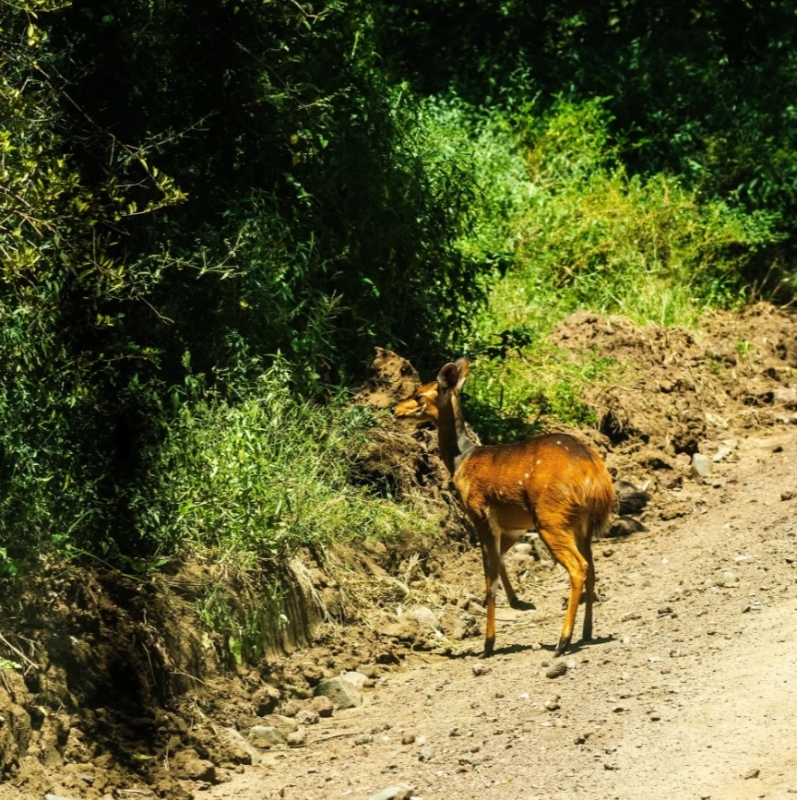 From Arusha: 1-Day Guided Lake Manyara National Park Safari with Lunch & Transfers 4