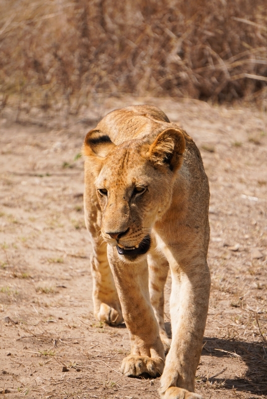 From Zanzibar: Mikumi 2-Day Safari with two private game drives 3