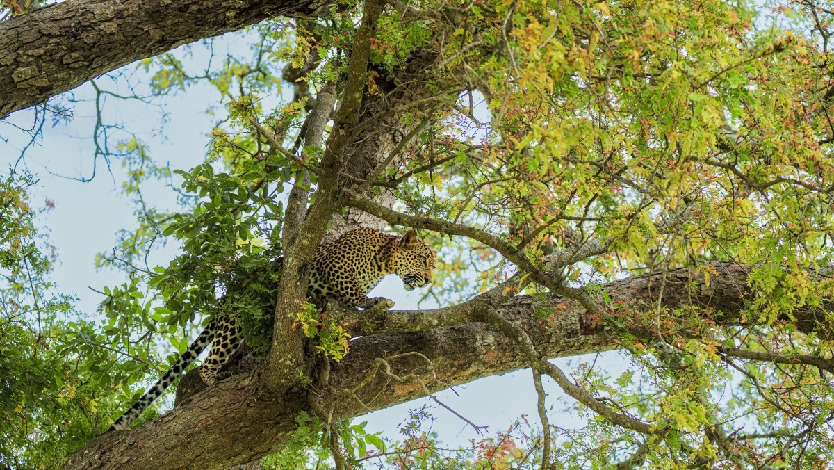 From Zanzibar: Mikumi 2-Day Safari with two private game drives 1
