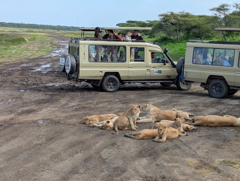 2 Days Tanzania sharing or Group Joining safari tour to Tarangire and Ngorongoro 2