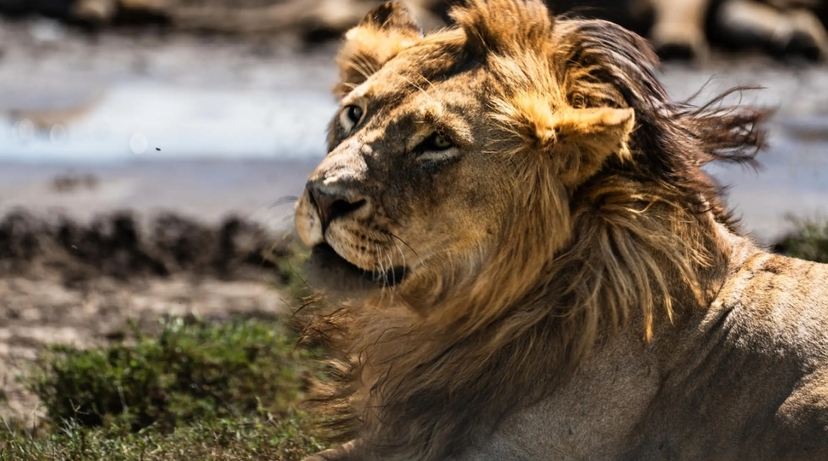 From Zanzibar 4 Day Serengeti Fly-in Safari with Game Drives, Walking Safari & Night Safari 3