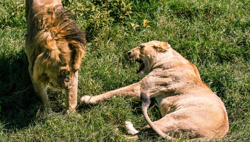 From Zanzibar 4 Day Serengeti Fly-in Safari with Game Drives, Walking Safari & Night Safari 4