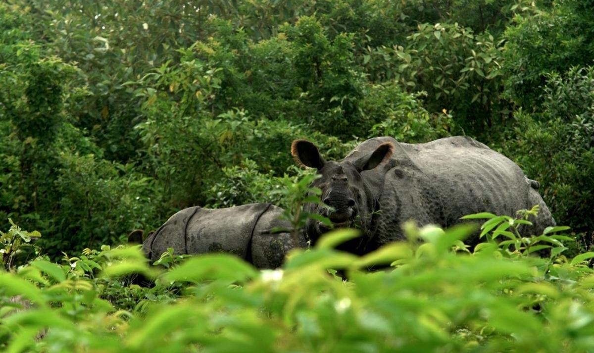 Eastern India with Taj and Wildlife Safari Trails Eastern India with Taj and Wildlife Safari Trails