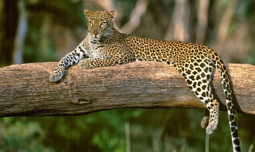 Pench Tiger Safari & Shimla Trails 4