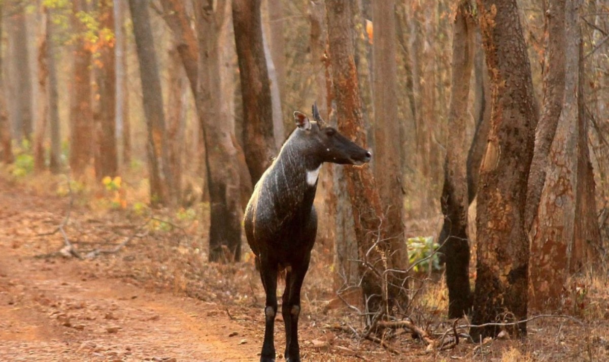 Pench Tiger Safari & Shimla Trails 1