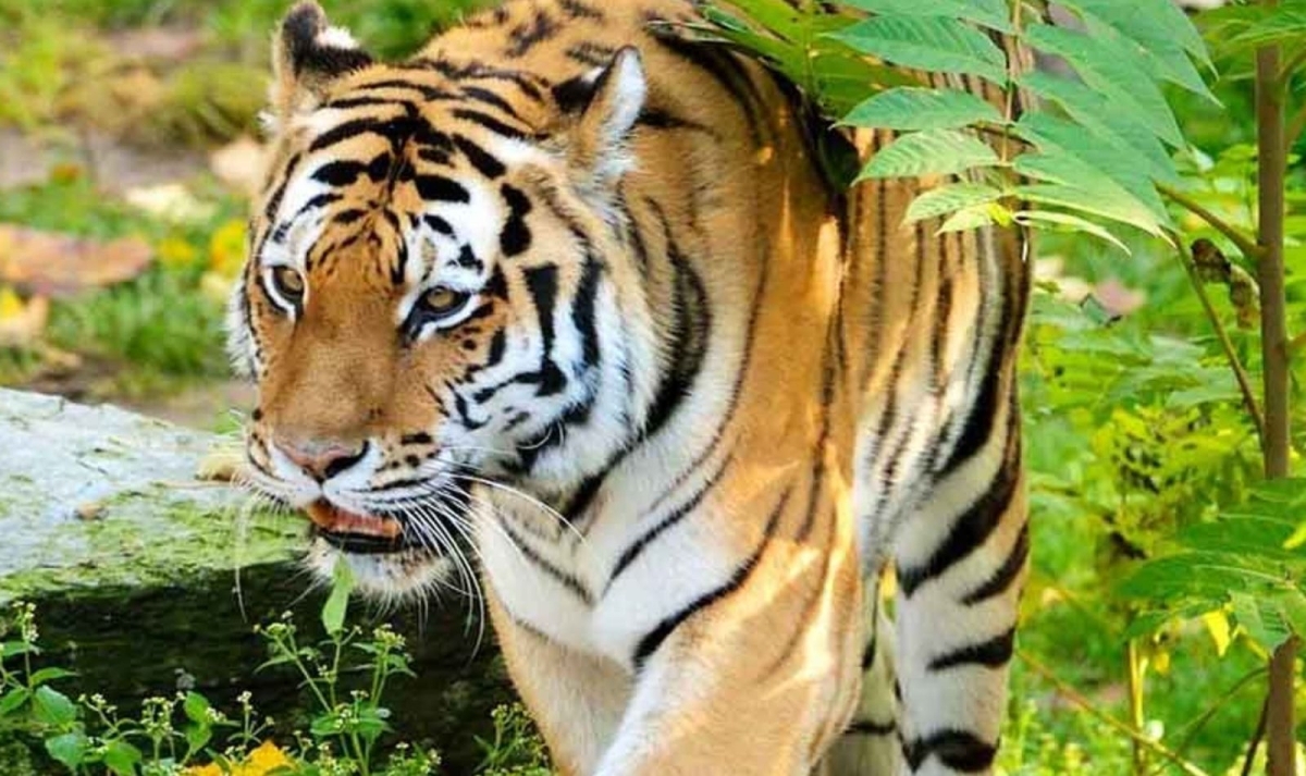 Golden Triangle & Tiger Trails 1
