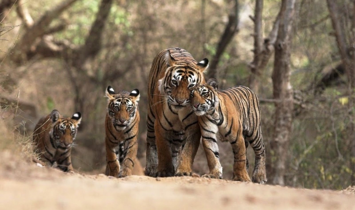 India Heritage & Ranthambore Safari Trails - Luxury Hotels 1