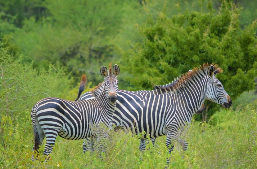 From Arusha: 1 Day Arusha National Park Guided Safari Trip 2