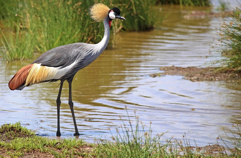 From Arusha: 1 Day Arusha National Park Guided Safari Trip 3