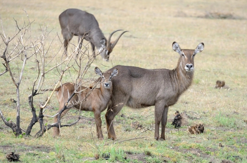 From Arusha: 1 Day Arusha National Park Guided Safari Trip 4