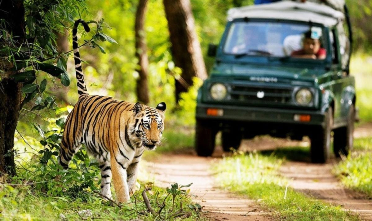 India Ranthambore Safari & Heritage Trails India Ranthambore Safari & Heritage Trails