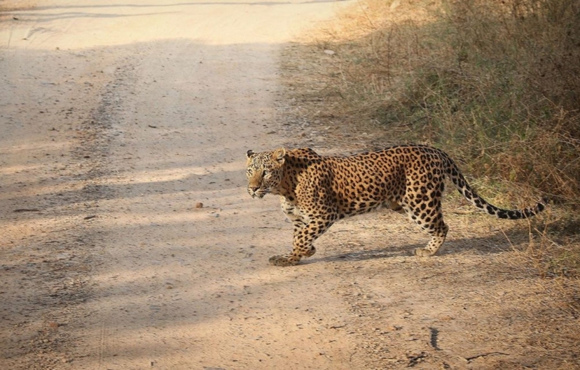 Taj Mahal & Tiger Safari Luxury Trails 3