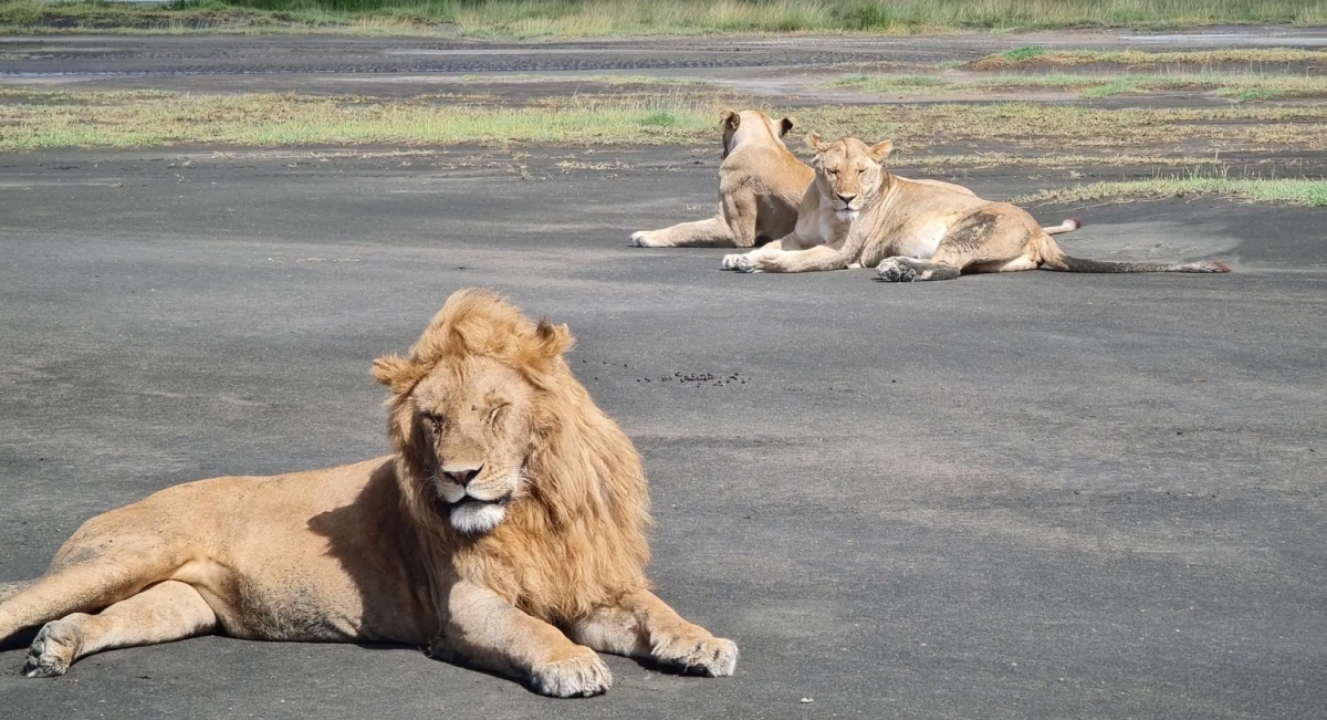 From Arusha:The 4-Day Safari Expedition to Tarangire & Ndutu 1