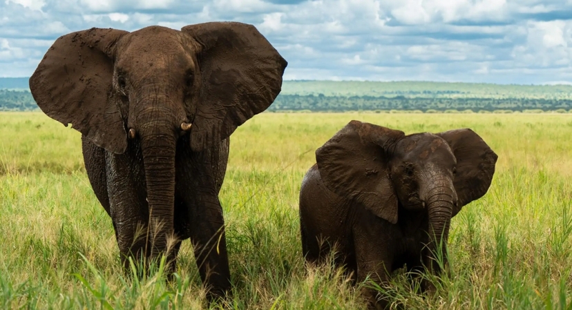 From Arusha:The 4-Day Safari Expedition to Tarangire & Ndutu 2