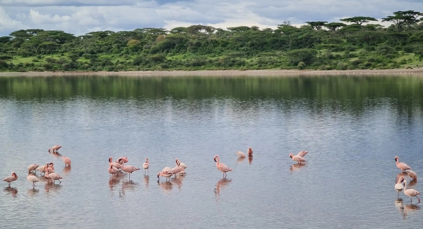 From Arusha:The 4-Day Safari Expedition to Tarangire & Ndutu 3