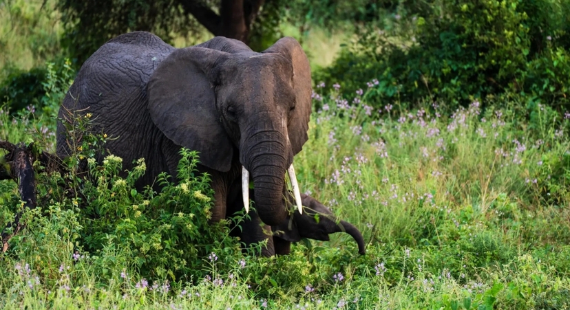 From Arusha:The 4-Day Safari Expedition to Tarangire & Ndutu 4