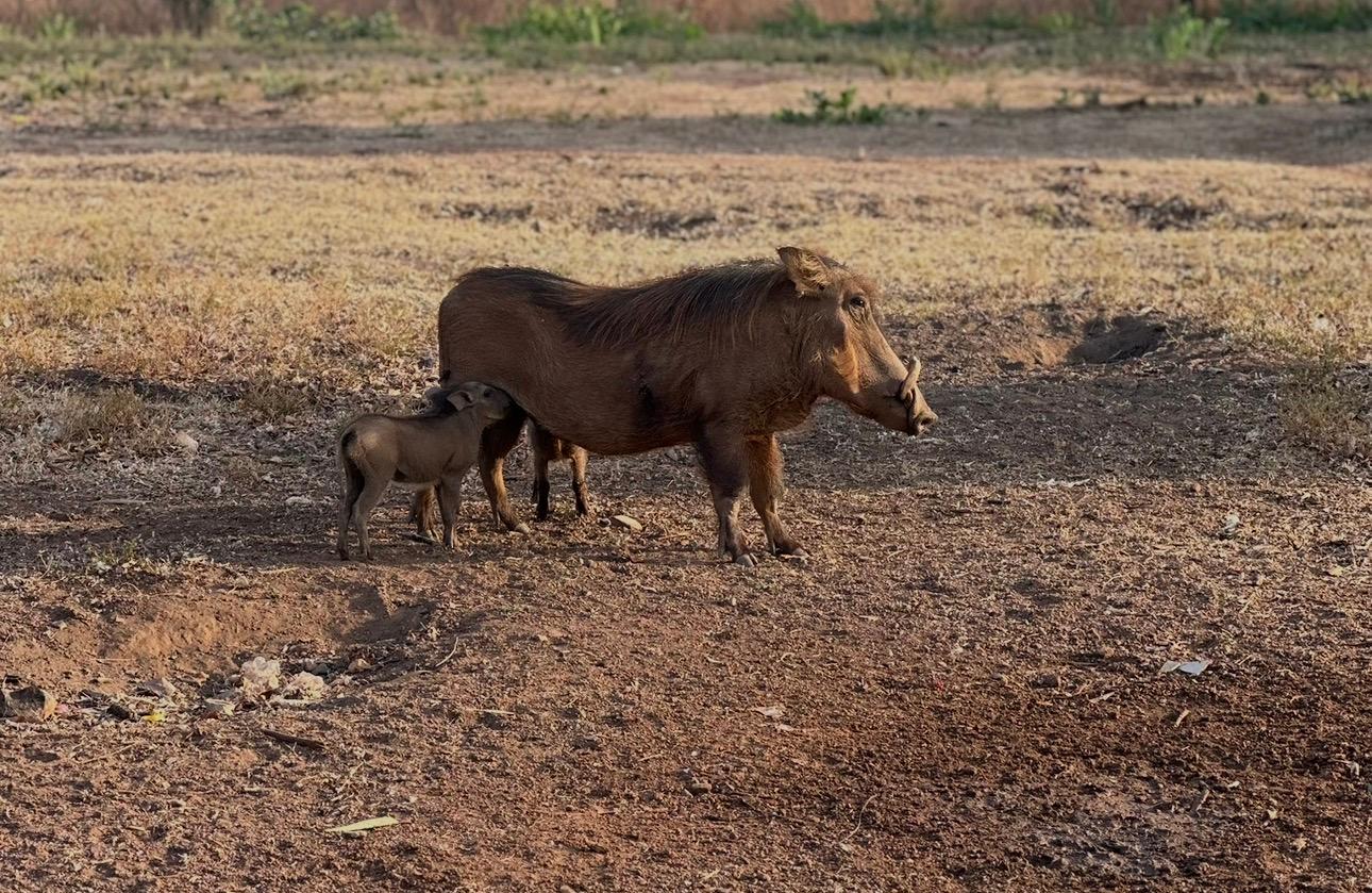 The Wildlife I Spotted at Mole National Park