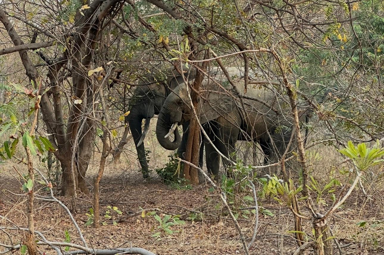 Why Mole National Park is Perfect for First-Time Safari Goers