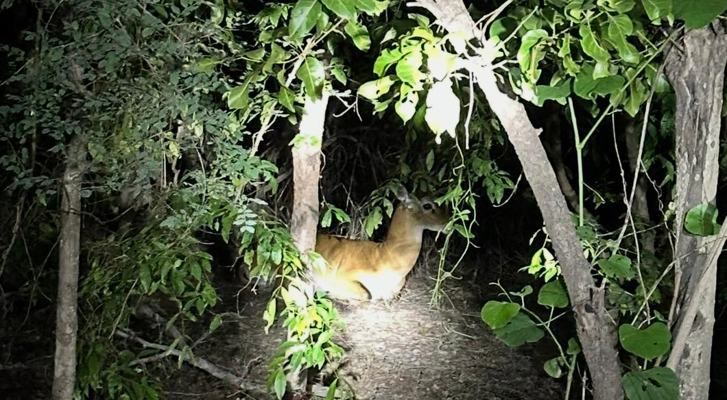 The Best Part of Mole National Park Isn’t Just the Animals