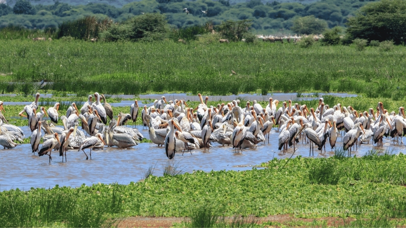 6 Days Safari Tarangire National Park, Serengeti National Park, Ngorongoro Crater and Lake Manyara 3