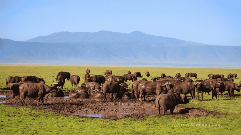 6 Days Safari Tarangire National Park, Serengeti National Park, Ngorongoro Crater and Lake Manyara 4