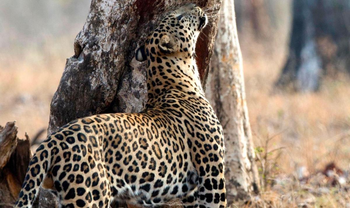South India Wildlife and Backwaters Trails South India Wildlife and Backwaters Trails