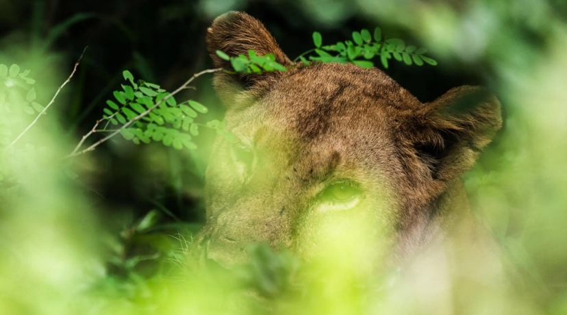 Zanzibar: 3-Day Selous Safari Trip with Ferry Transfer 3